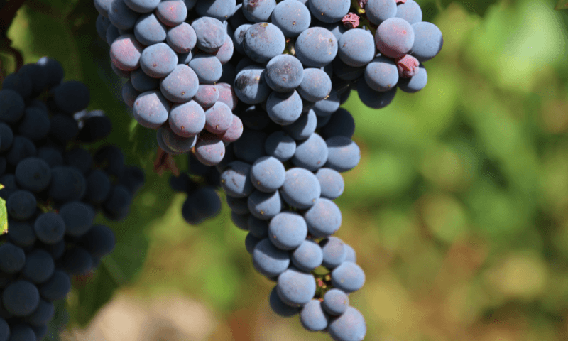 /api/file/public/126151/4112