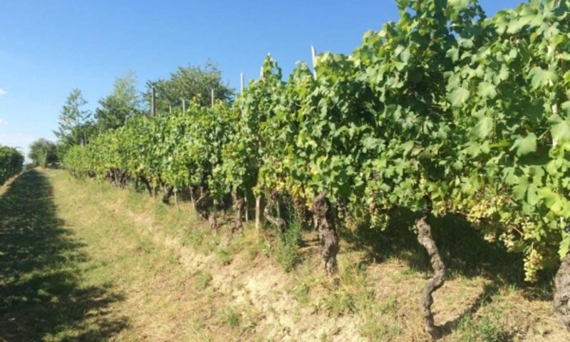 /api/file/public/126301/4123