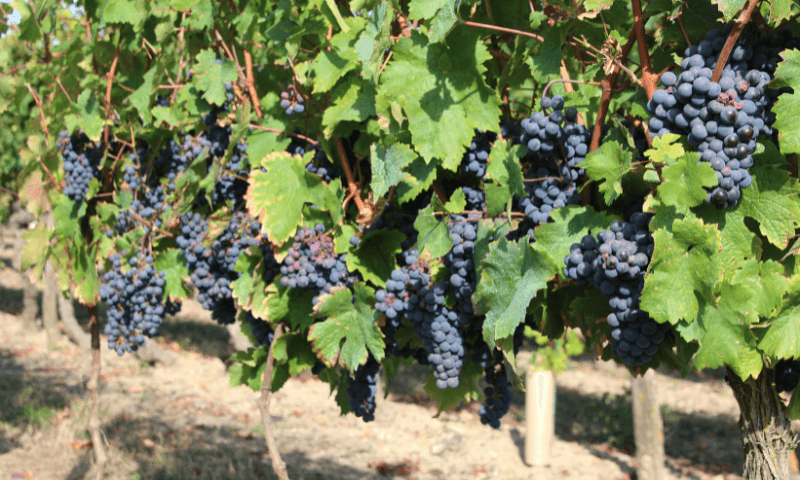 /api/file/public/168101/5532