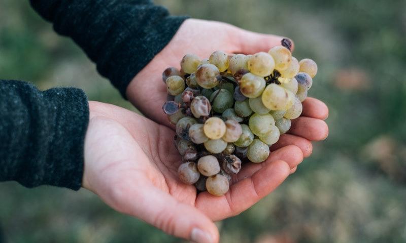 /api/file/public/190551/6246