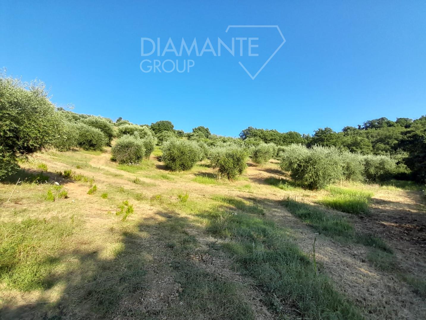 /api/file/public/203451/19533