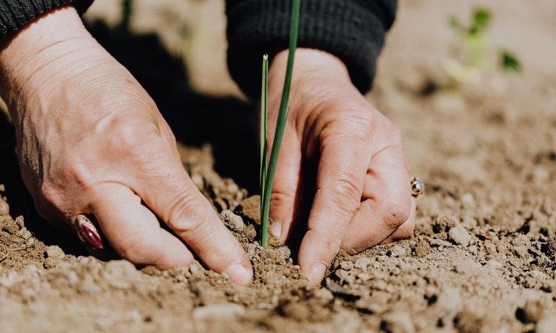 /api/file/public/215451/7506