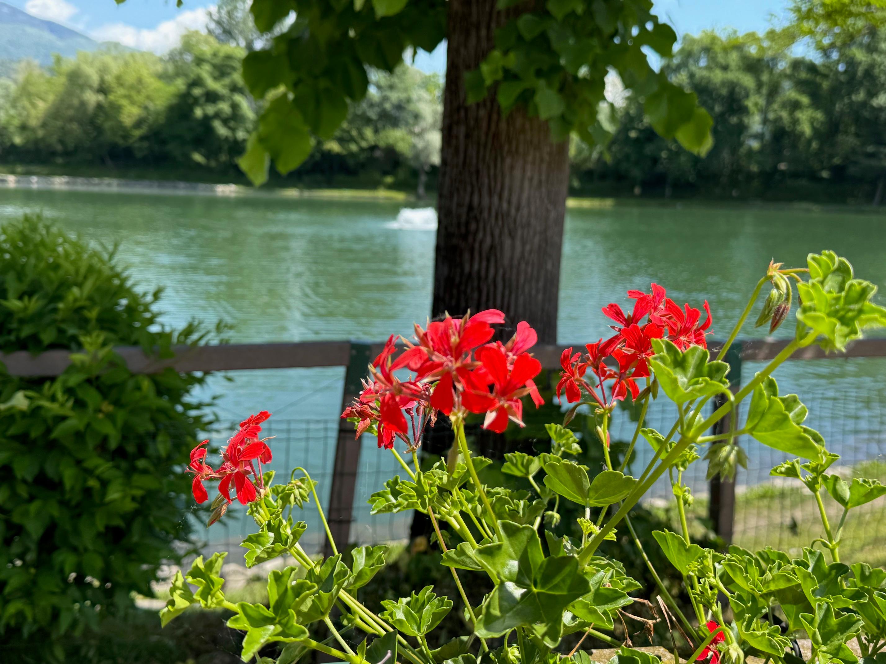 /api/file/public/259832/23455