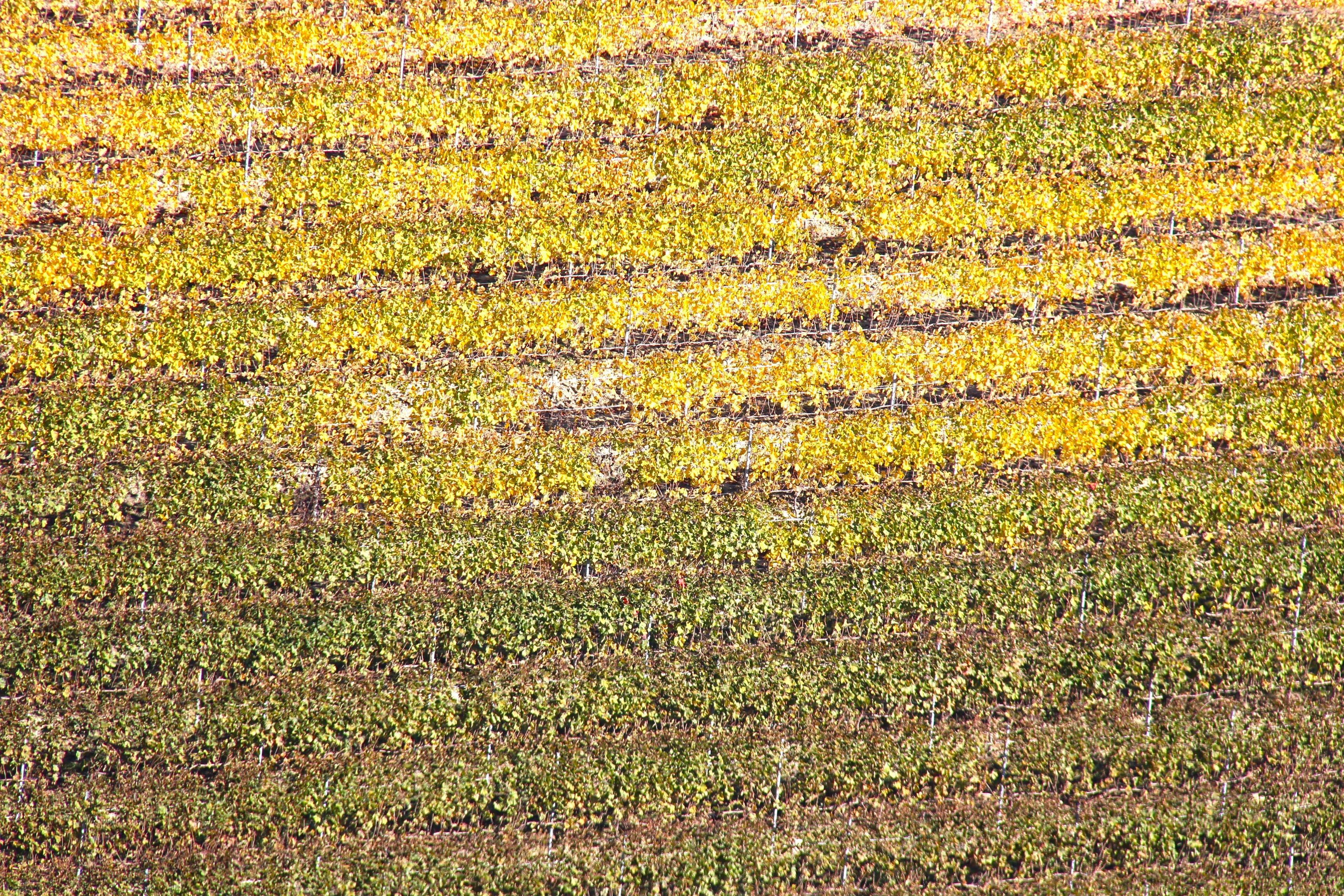 /api/file/public/259916/13139