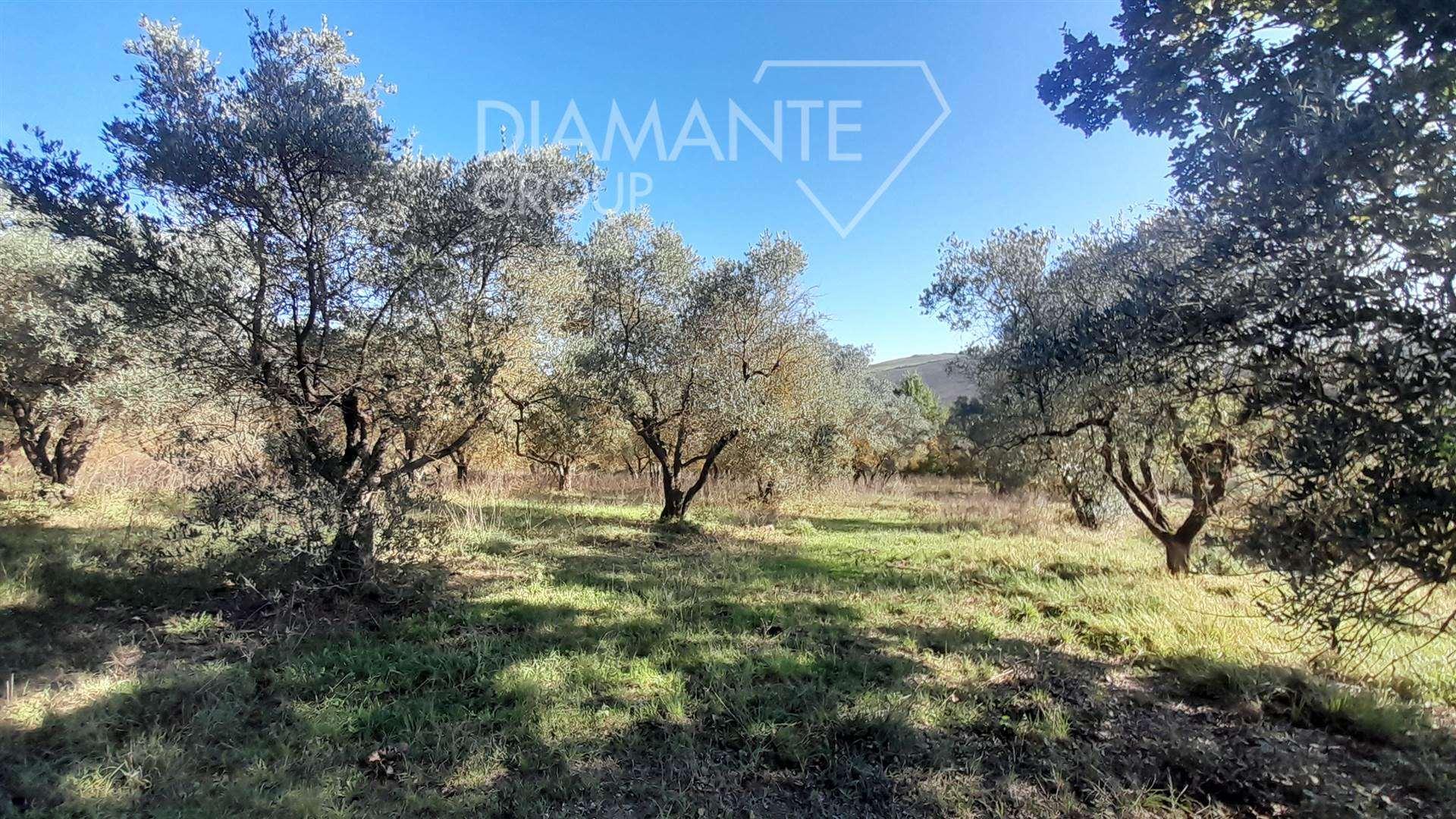 /api/file/public/262121/18791