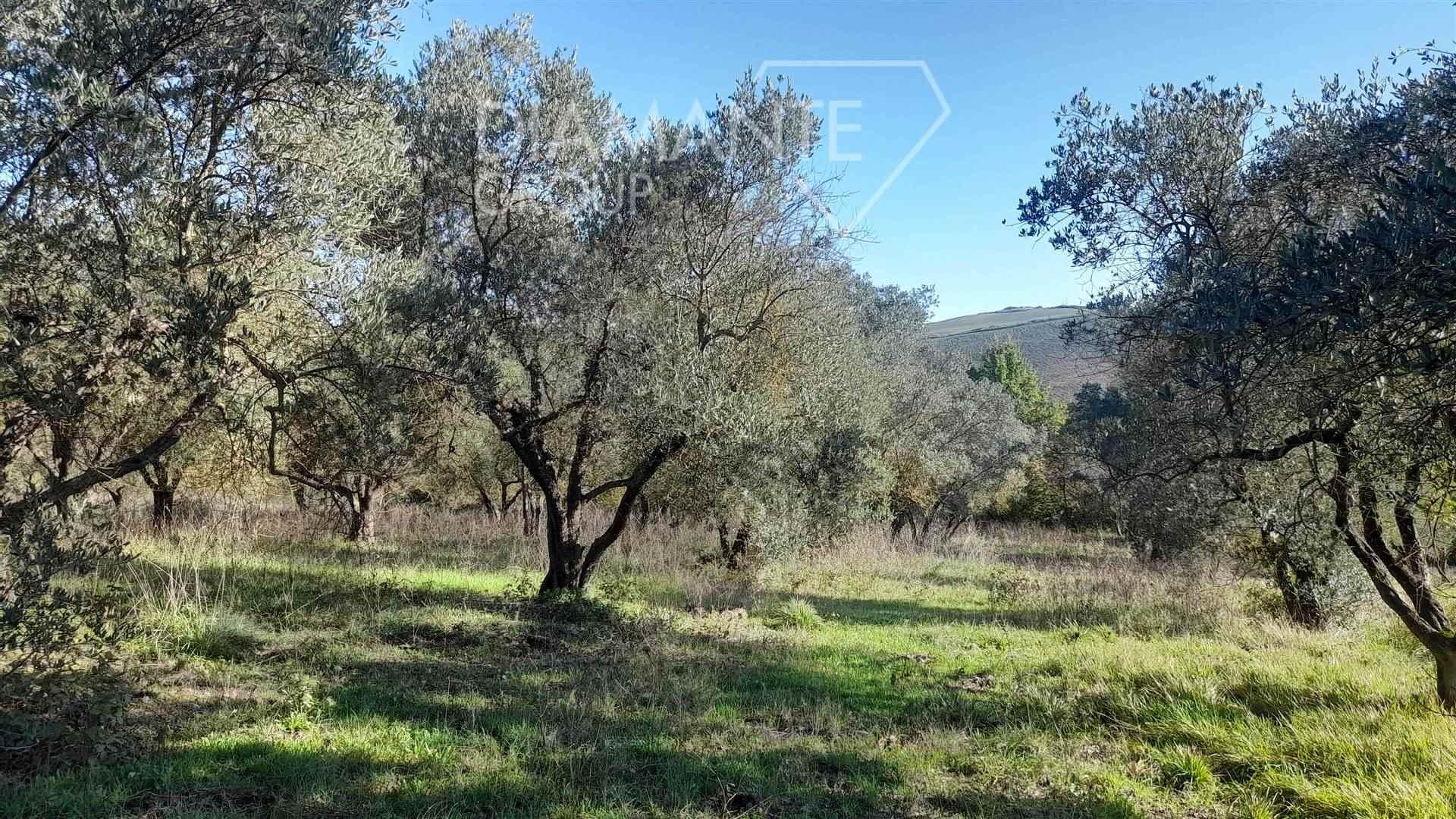 /api/file/public/262121/18792