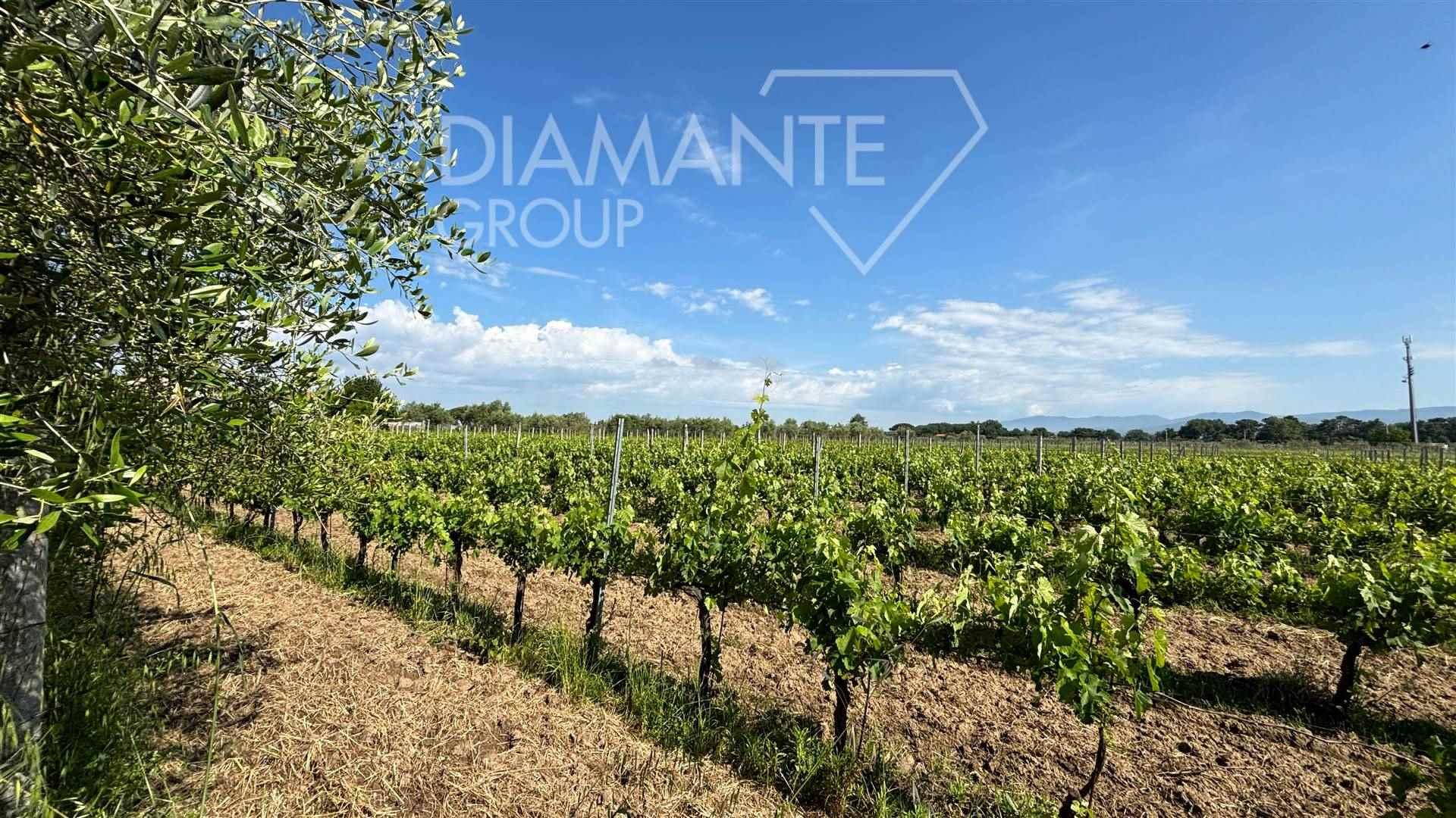 /api/file/public/262316/19260