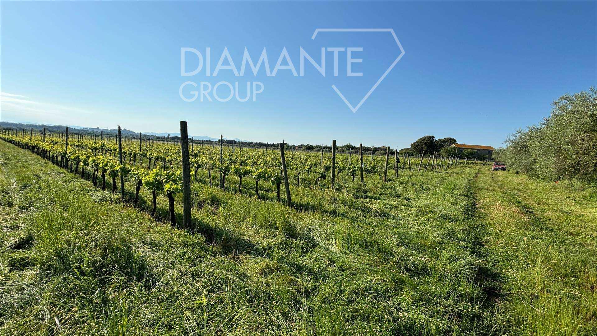 /api/file/public/262316/19262