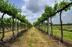 /api/file/public/262560/20135