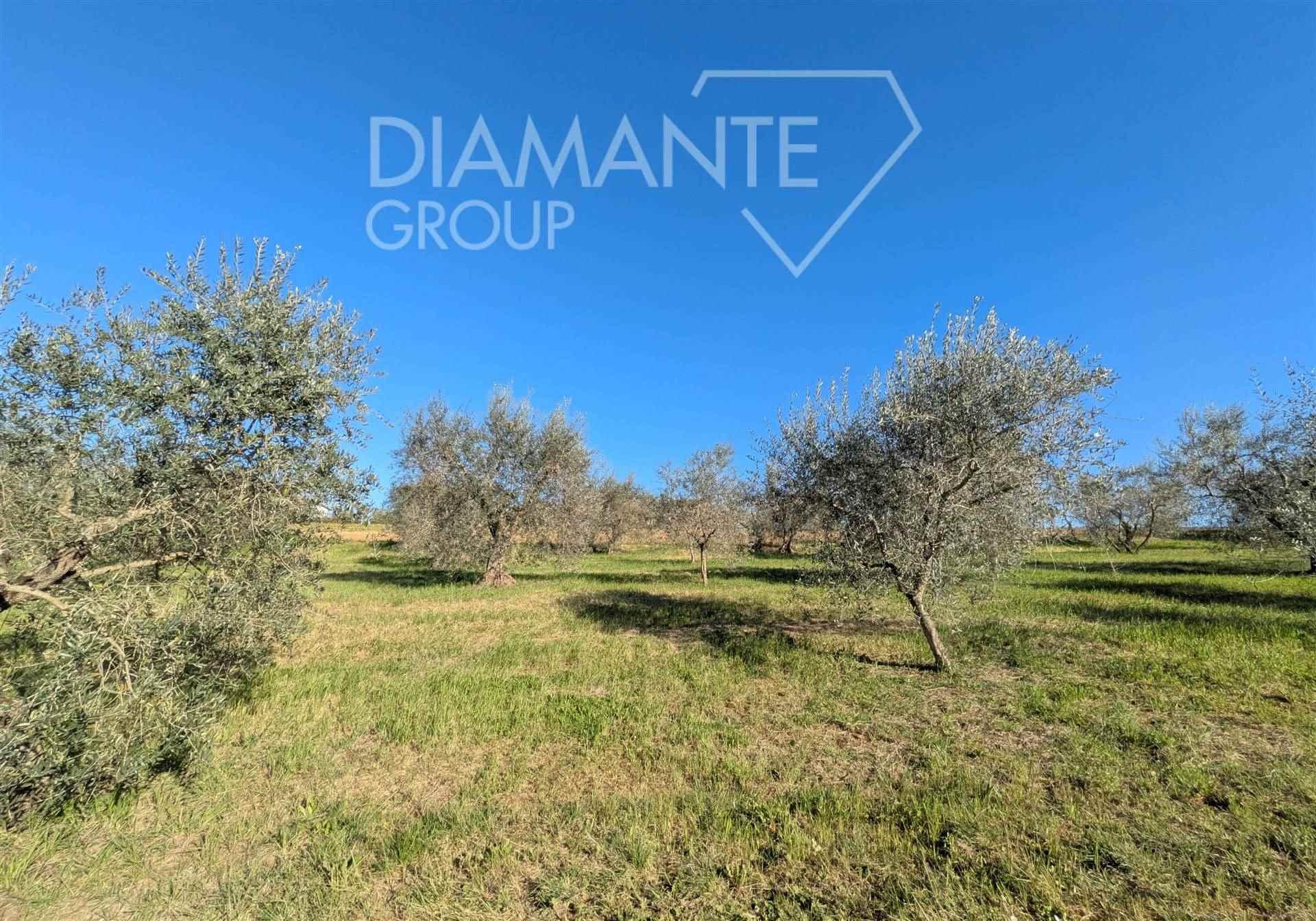 /api/file/public/263123/21517