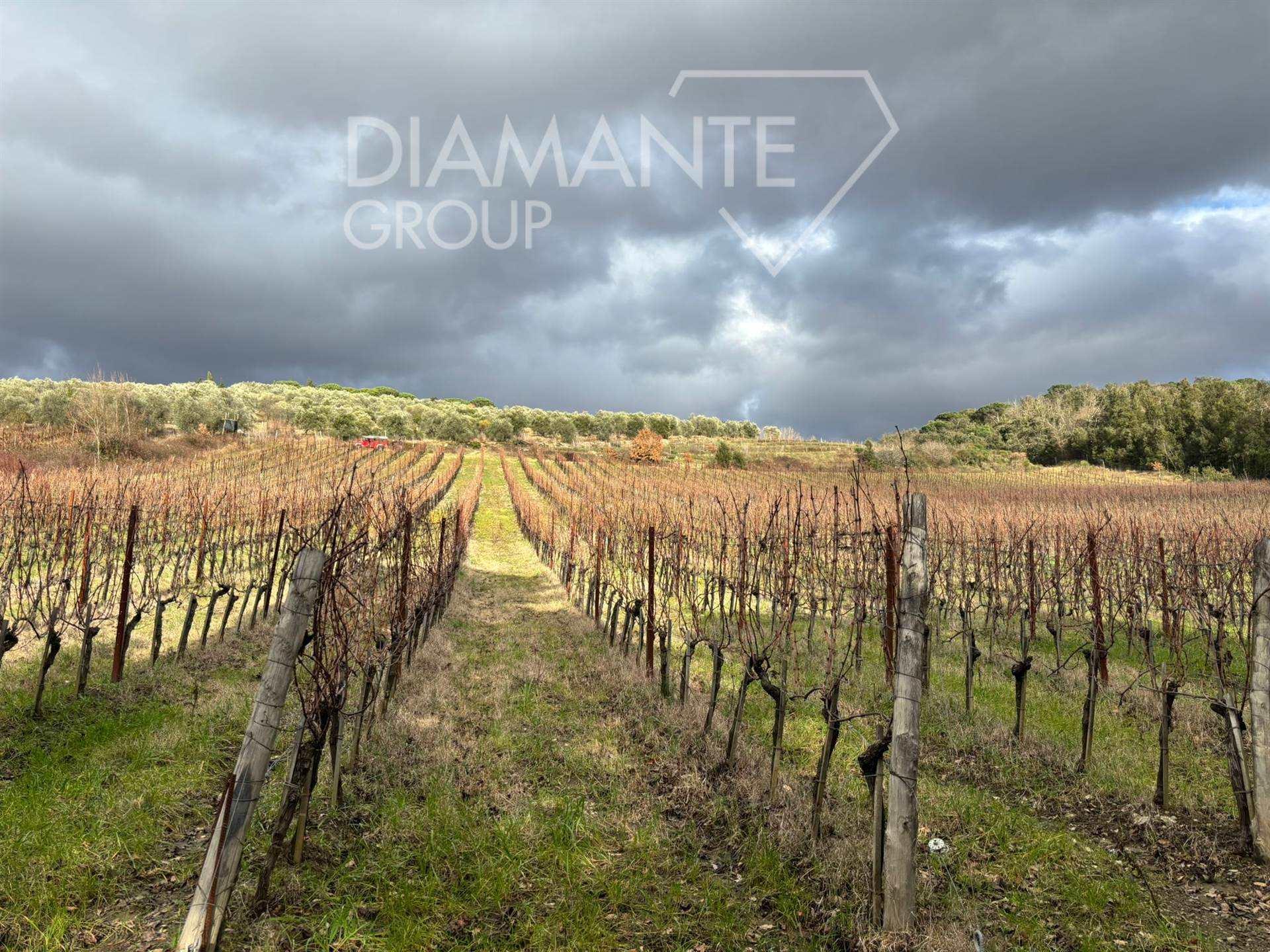 /api/file/public/263253/22015