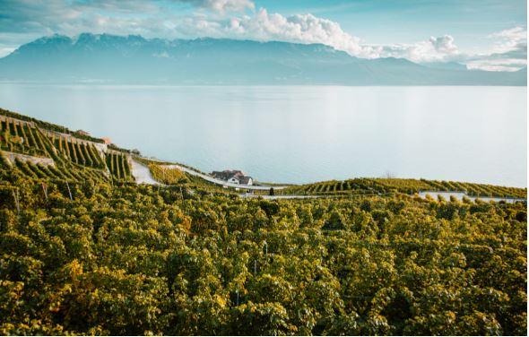 /api/file/public/263364/22129