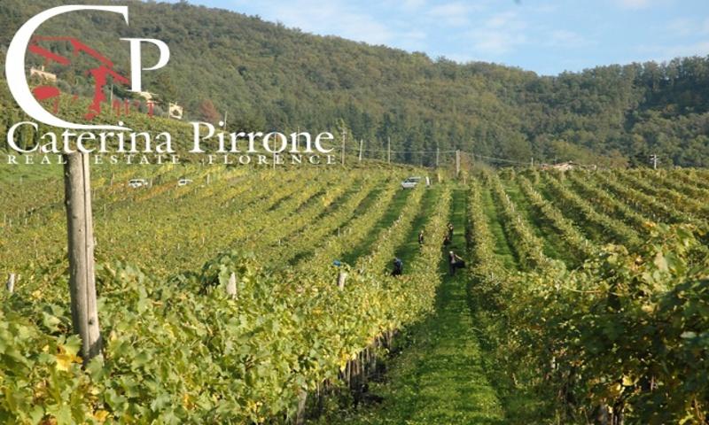 /api/file/public/264111/24309