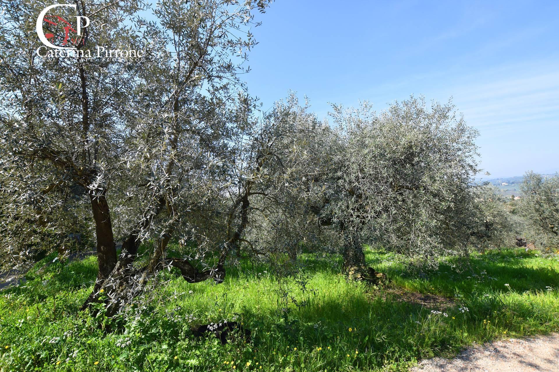 /api/file/public/264134/24338