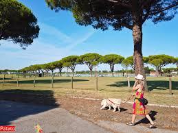 /api/file/public/264163/24717