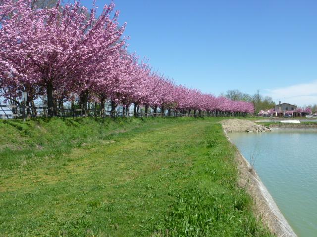 /api/file/public/264372/25505