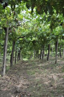 /api/file/public/264478/26097