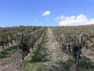 /api/file/public/264478/26100