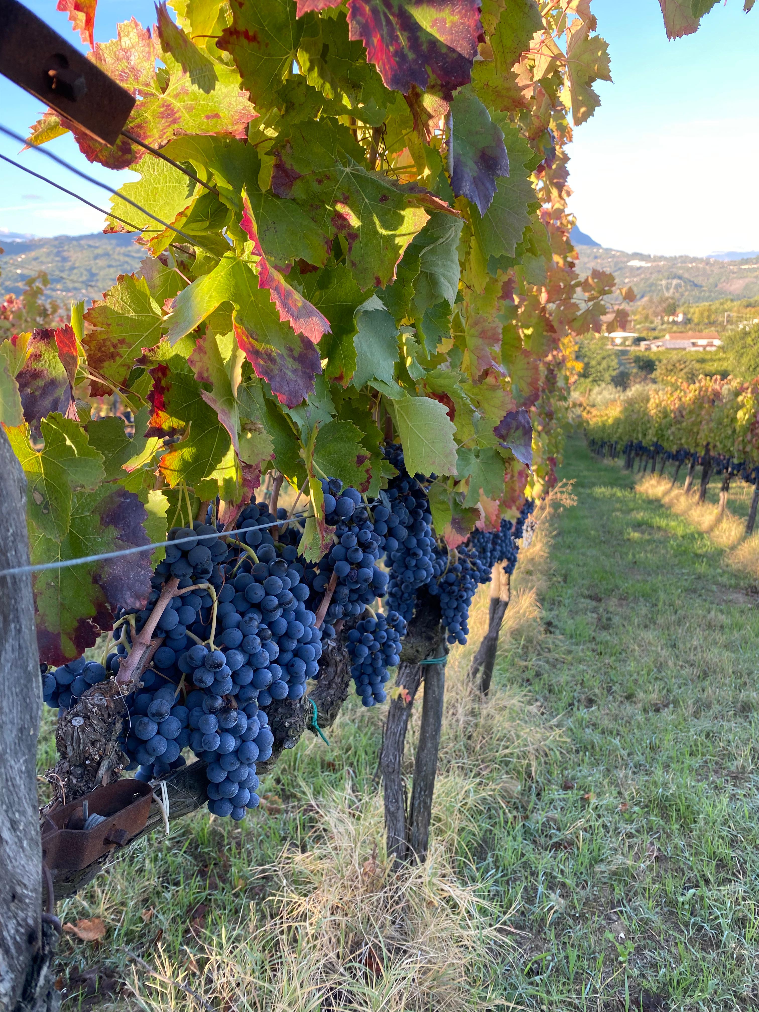 /api/file/public/265065/28528