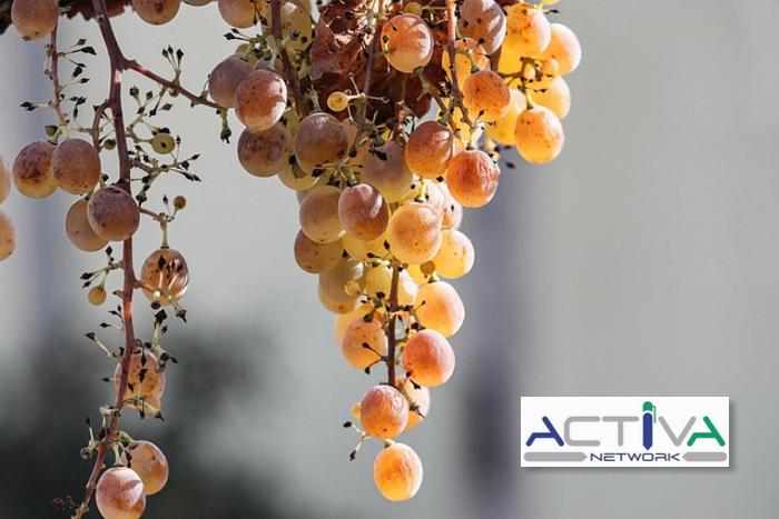 /api/file/public/265327/30466