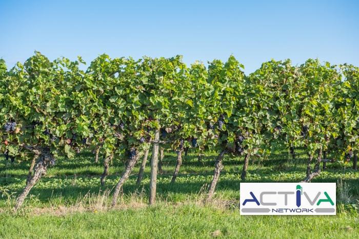 /api/file/public/265327/30472