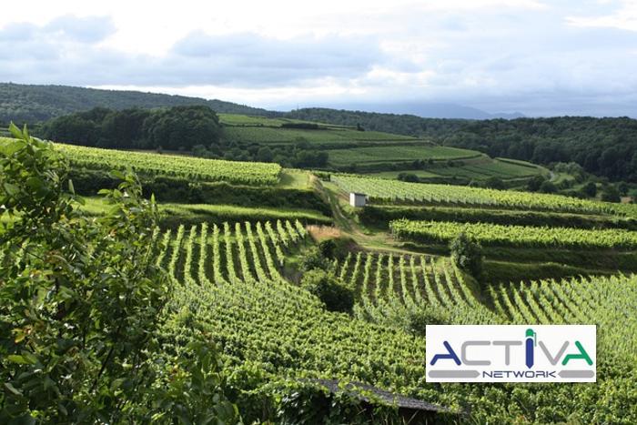 /api/file/public/265327/30475