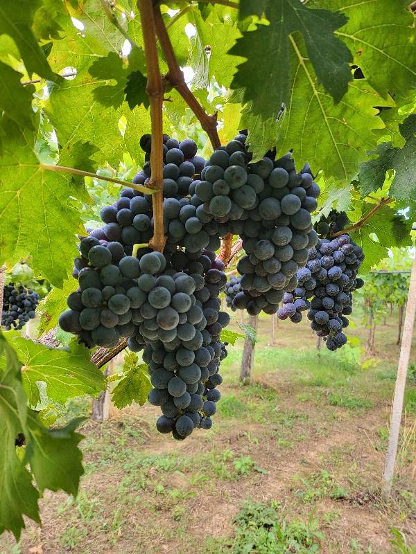 /api/file/public/265369/30847