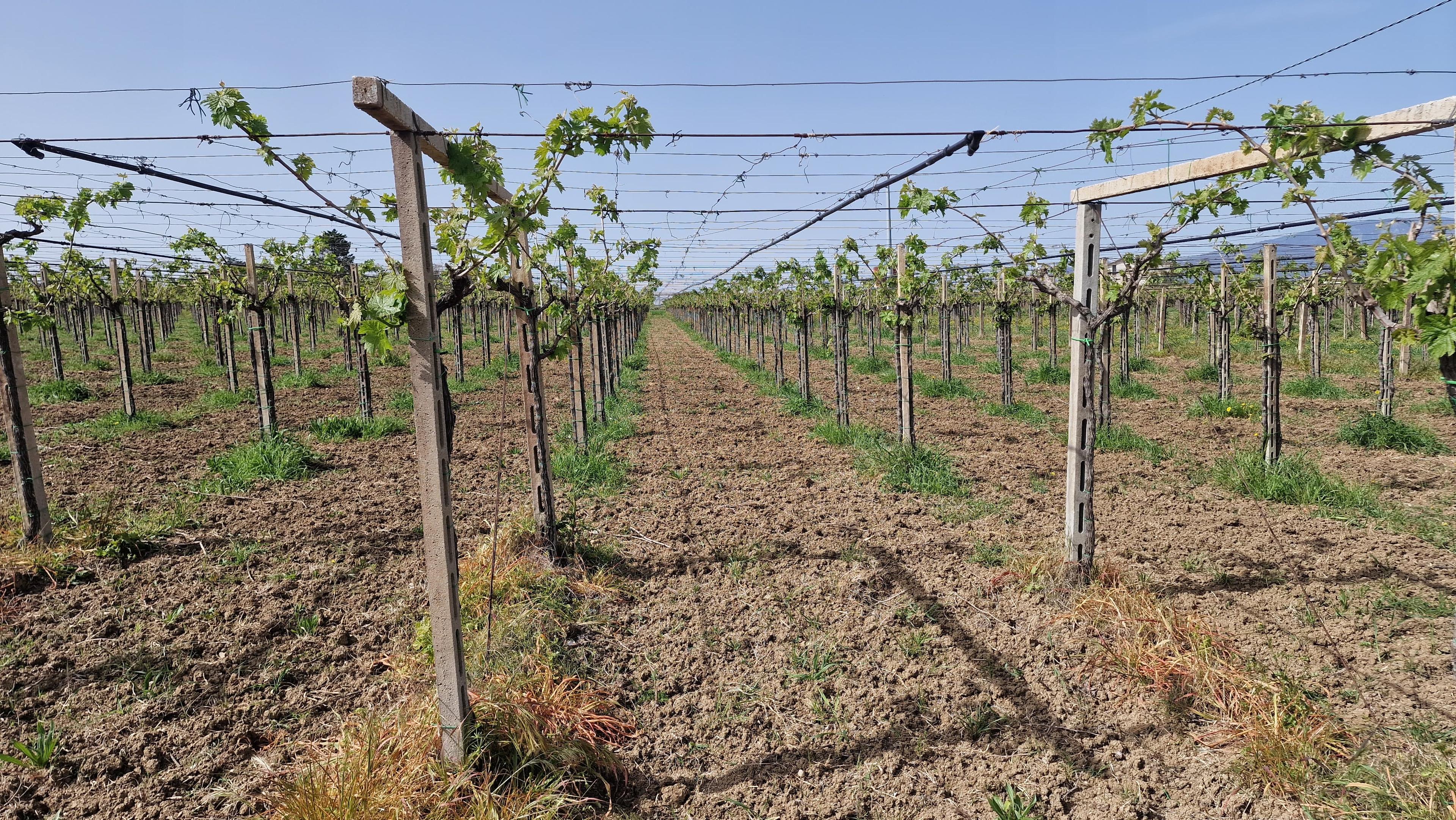 /api/file/public/265369/30849