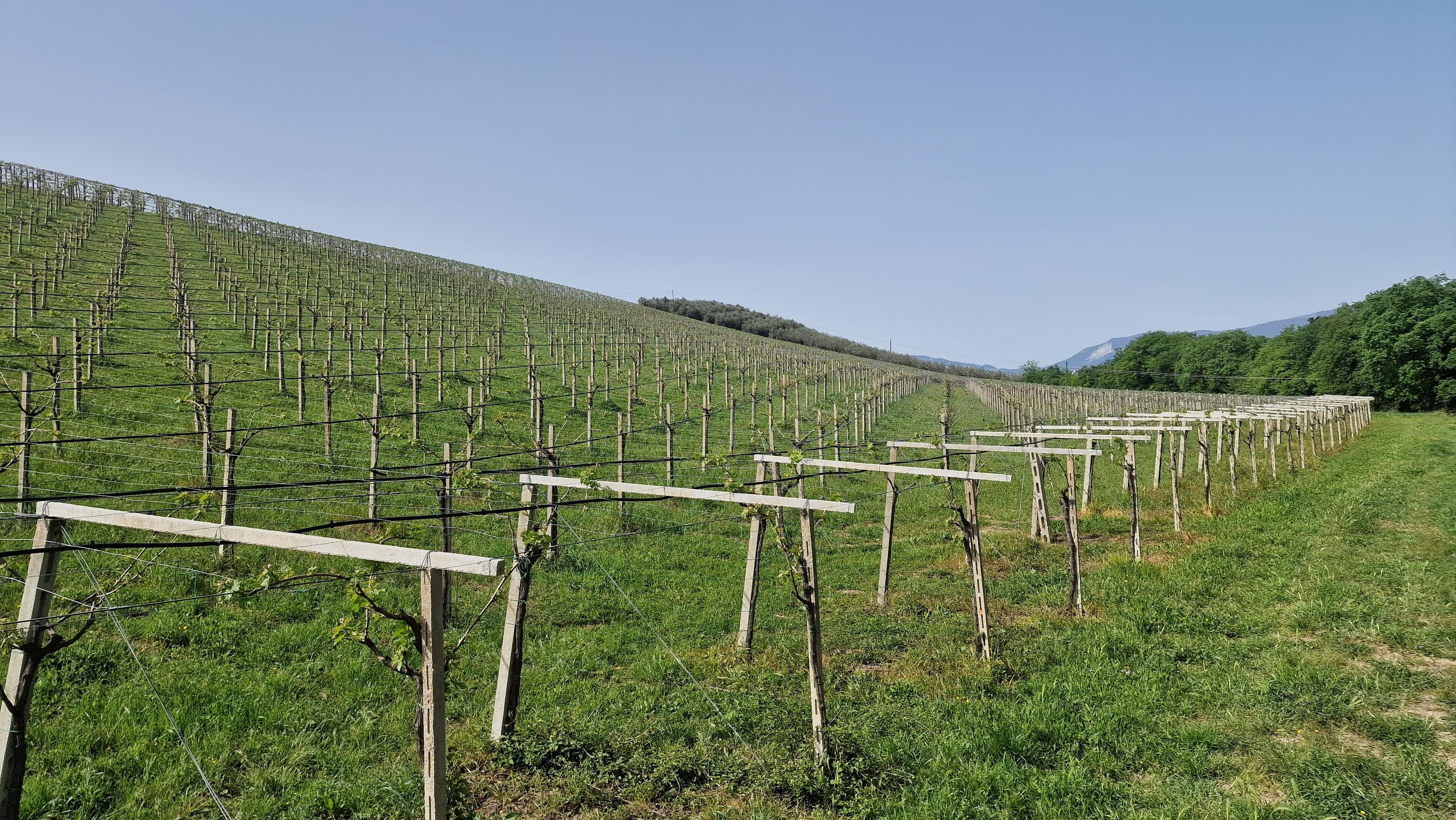 /api/file/public/265369/30851