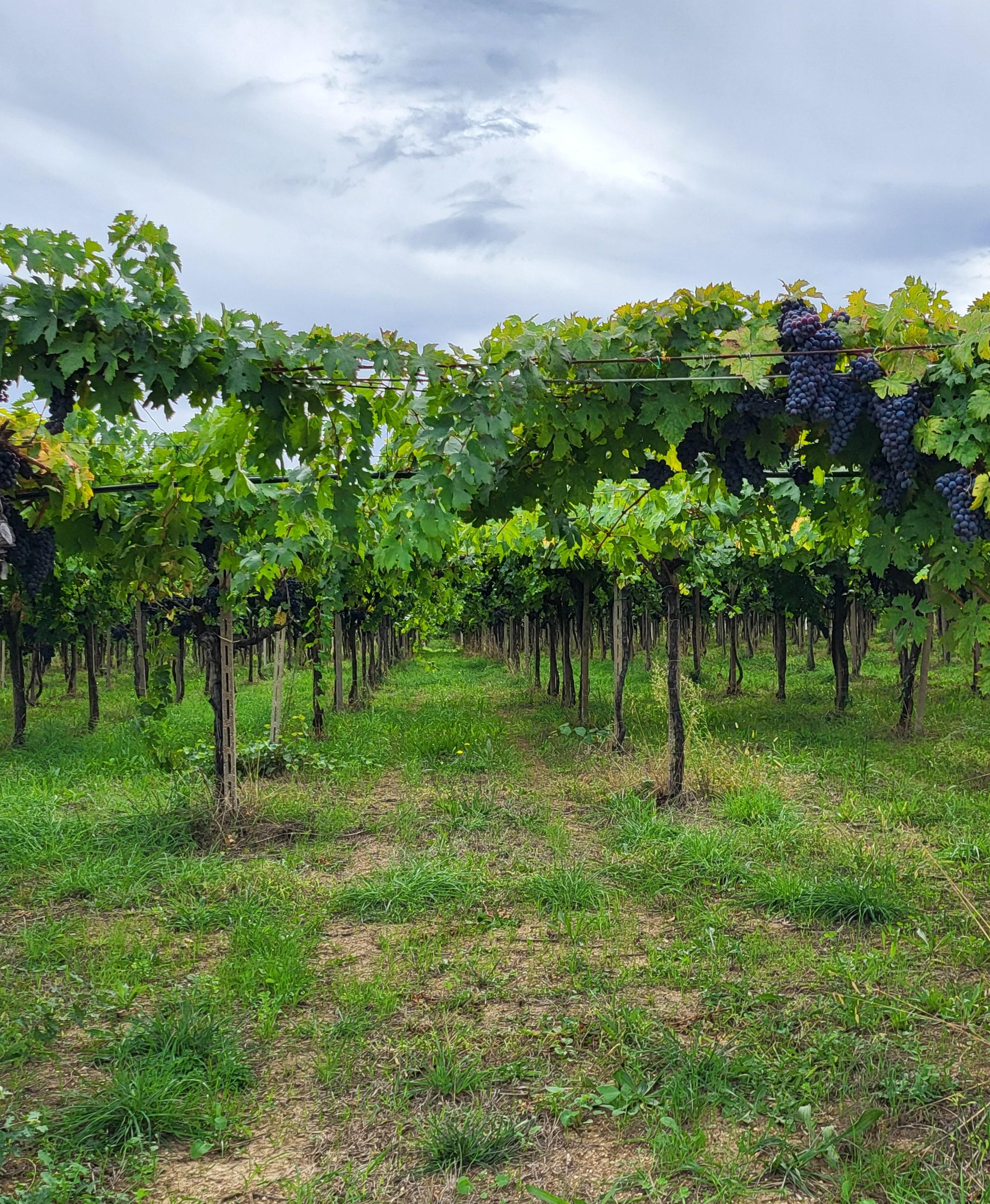 /api/file/public/265369/30852