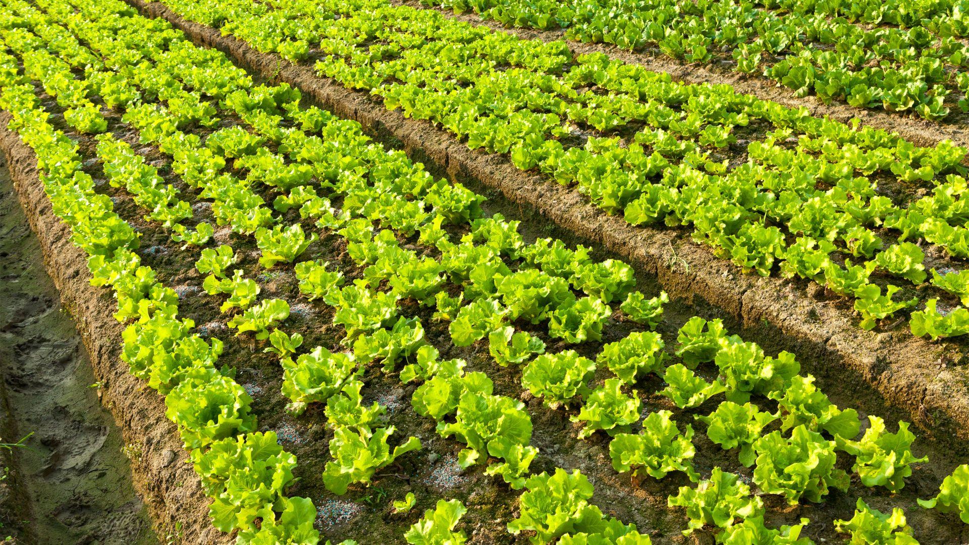 /api/file/public/local/stock/36/9275