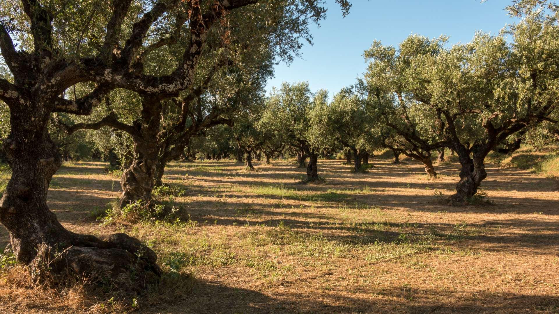 /api/file/public/local/stock/36/9290